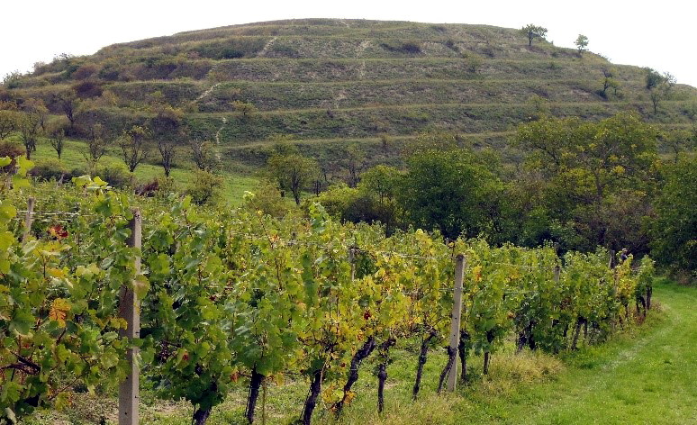 Vinice pod Velkou Slunečnou